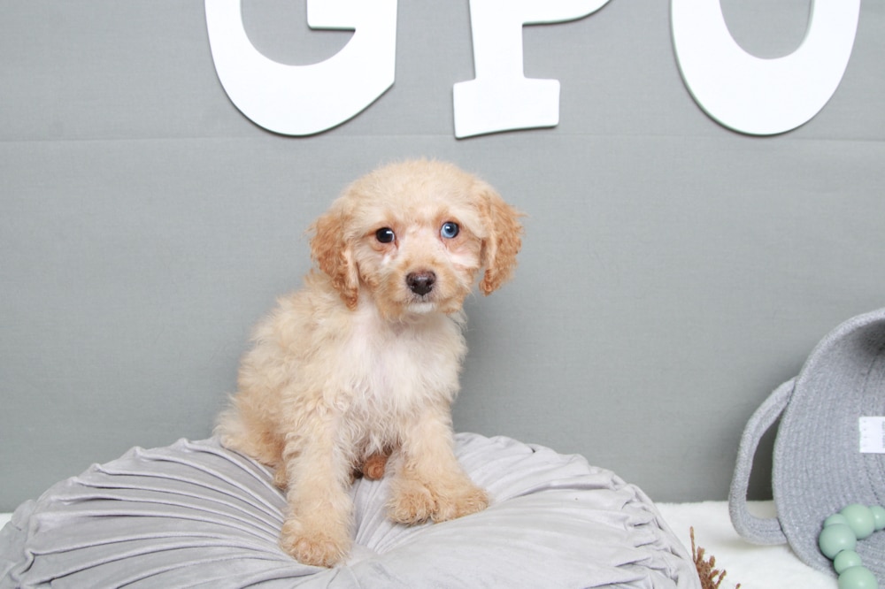 Bullet- Handsome Cream Male Cavapoo Puppy - Image 2