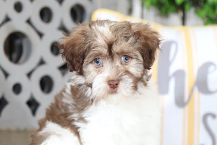 Butch Stunning Havanese Puppies Online
