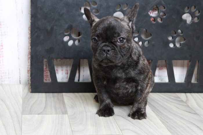 Buttercup - Stunning Brindle Female AKC French Bulldog Puppy - Image 4