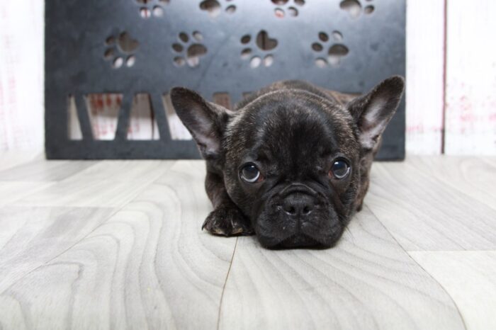 Buttercup - Stunning Brindle Female AKC French Bulldog Puppy - Image 5