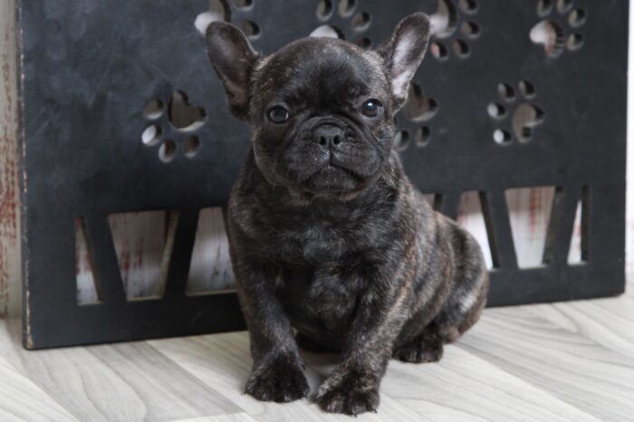 Buttercup - Stunning Brindle Female AKC French Bulldog Puppy - Image 2