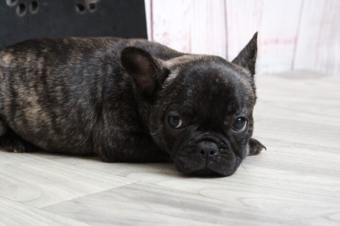 Buttercup - Stunning Brindle Female AKC French Bulldog Puppy - Image 3