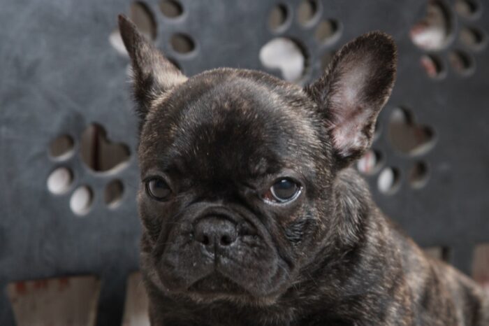 Buttercup - Stunning Brindle Female AKC French Bulldog Puppy