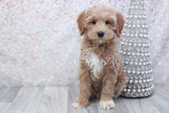 Butterfinger- Cute Male Mini Goldendoodle Puppy - Image 2
