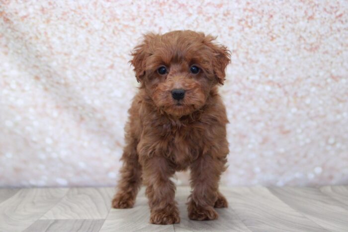 Caden- Perfect Male Mini Goldendoodle Puppy - Image 3