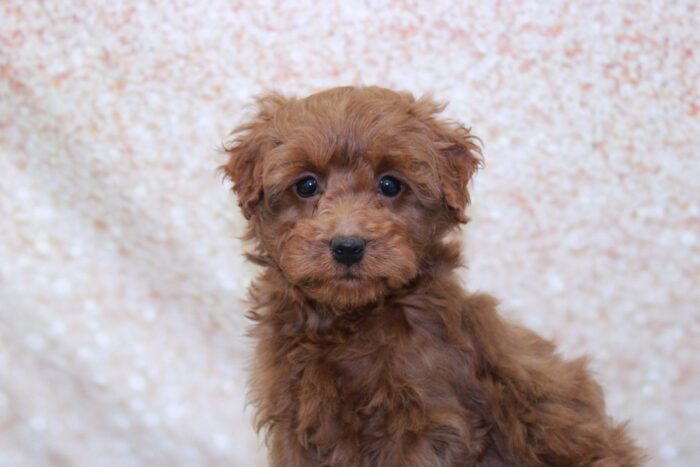 Caden- Perfect Male Mini Goldendoodle Puppy - Image 2