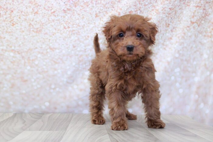 Caden- Perfect Male Mini Goldendoodle Puppy