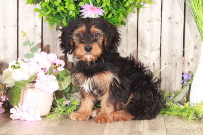 Caesar- Male Teacup Yorkie Puppy for Sale in Georgia - Image 5