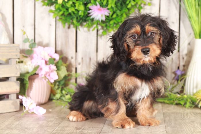 Caesar- Male Teacup Yorkie Puppy for Sale in Georgia - Image 4