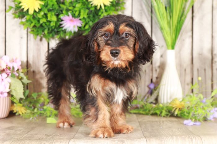 Caesar- Male Teacup Yorkie Puppy for Sale in Georgia - Image 3