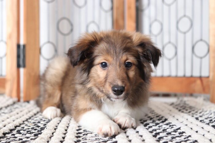 Callie - Beautiful Female AKC Sheltie Puppy
