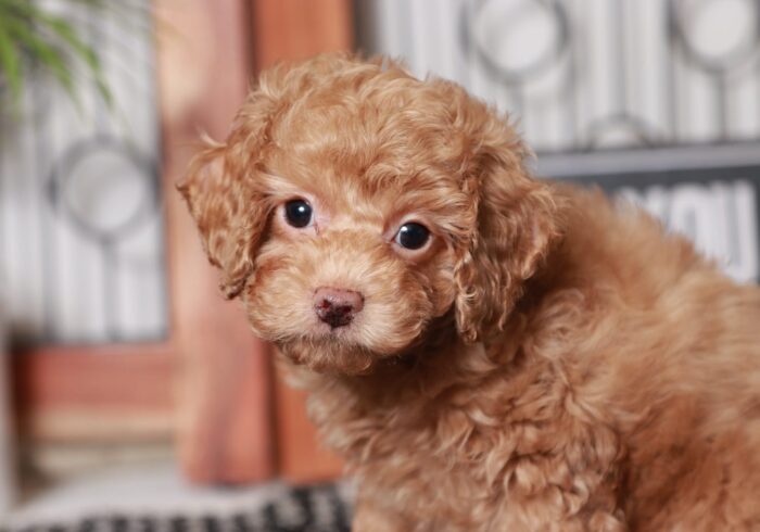 Cali - Adorable Little Female Cavapoo Puppy - Image 2