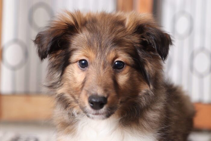 Callie - Beautiful Female AKC Sheltie Puppy - Image 2