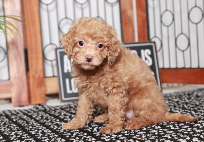 Cali - Adorable Little Female Cavapoo Puppy - Image 3