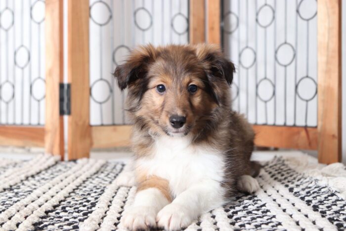 Callie - Beautiful Female AKC Sheltie Puppy - Image 3
