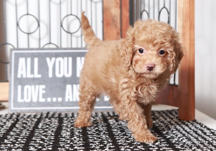 Cali - Adorable Little Female Cavapoo Puppy - Image 4