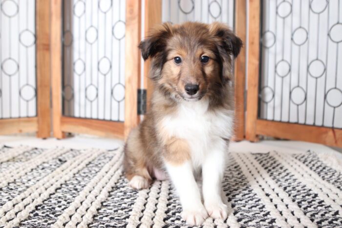 Callie - Beautiful Female AKC Sheltie Puppy - Image 4