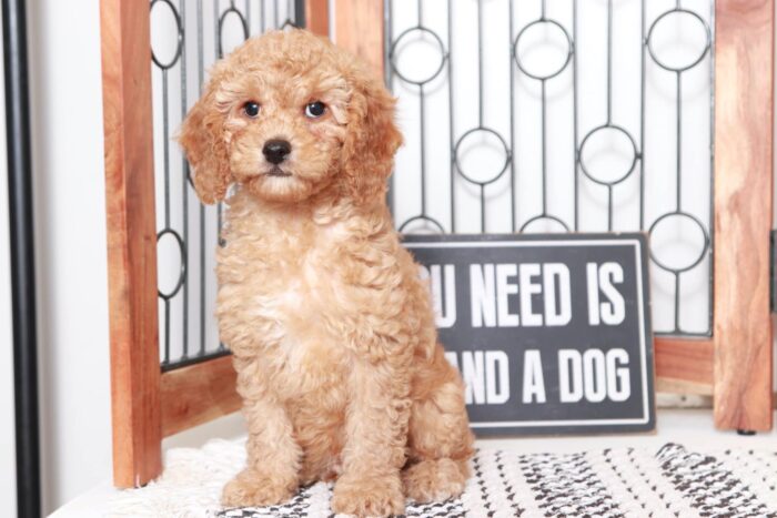 Callum - Sweet Little Red Male Cavapoo Puppy