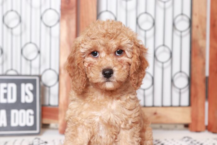 Callum - Sweet Little Red Male Cavapoo Puppy - Image 2