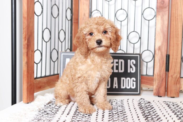 Callum - Sweet Little Red Male Cavapoo Puppy - Image 3