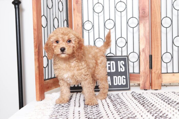 Callum - Sweet Little Red Male Cavapoo Puppy - Image 4