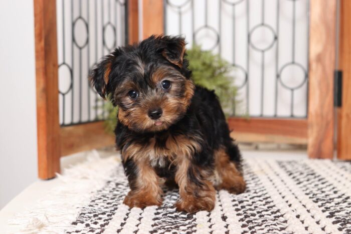 Calvin - Sweet Little ICA Male Yorkie