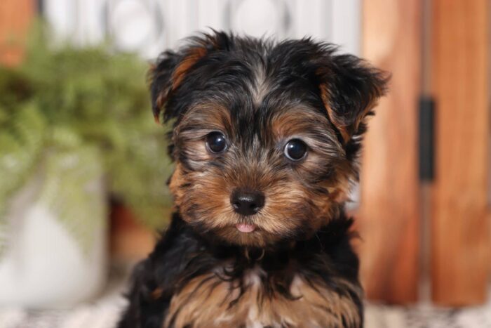 Calvin - Sweet Little ICA Male Yorkie - Image 2