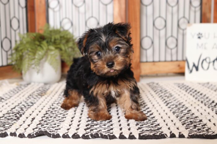 Calvin - Sweet Little ICA Male Yorkie - Image 3