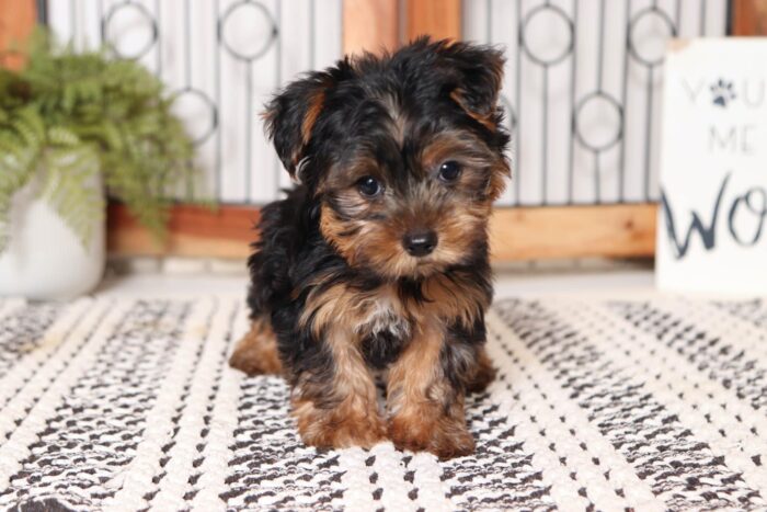 Calvin - Sweet Little ICA Male Yorkie - Image 4