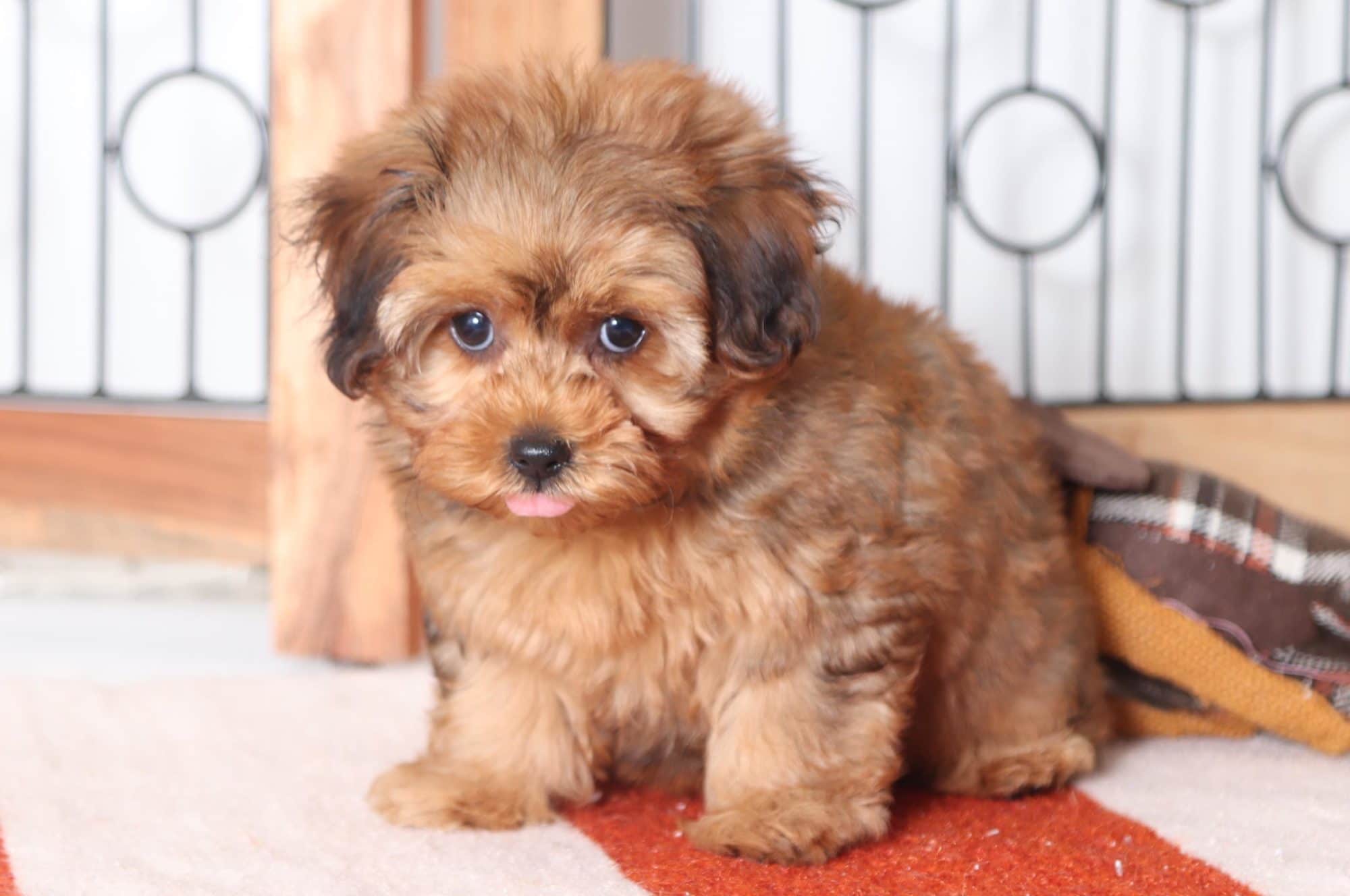 Camilla - Joyful Little Female Yorkie-Poo Puppy - Image 5