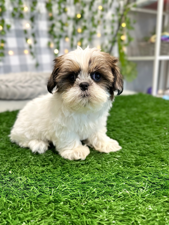 Cammy - Pretty Female Shih Tzu Puppy For Sale