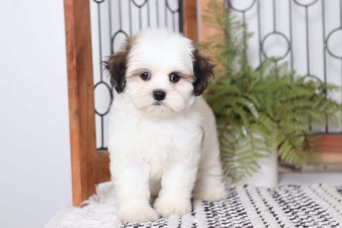 Candy  - Sweet Female Tri-Colored Lhasachon Puppy