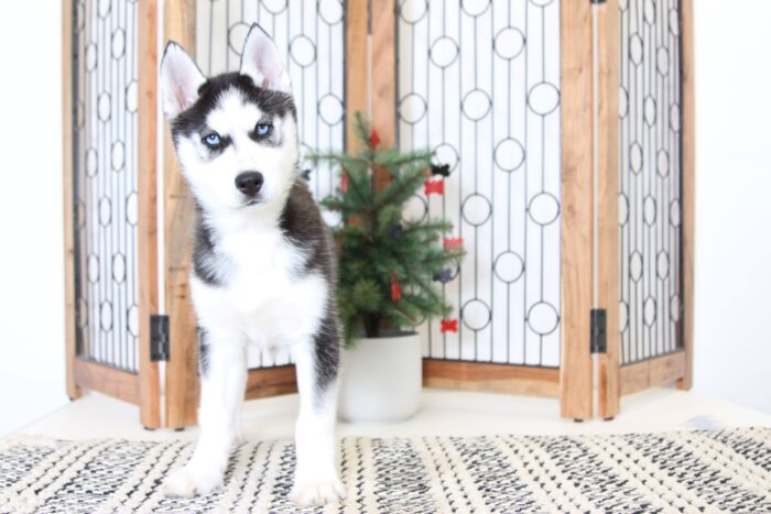 Candy- Awesome Female AKC Husky Puppy