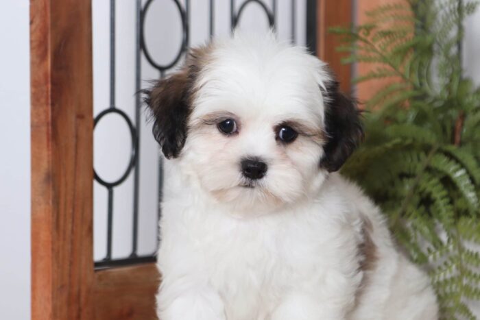 Candy  - Sweet Female Tri-Colored Lhasachon Puppy - Image 2
