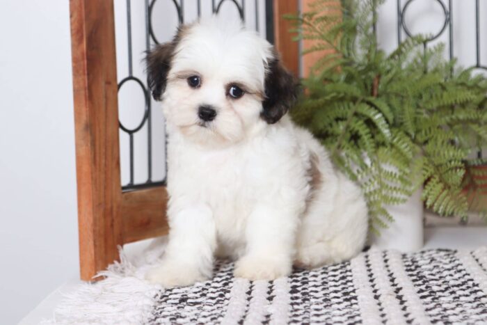 Candy  - Sweet Female Tri-Colored Lhasachon Puppy - Image 3