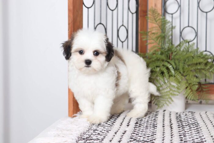 Candy  - Sweet Female Tri-Colored Lhasachon Puppy - Image 4