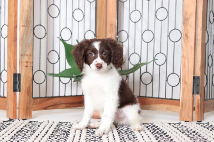 Cappuccino  - Beautiful Female Mini Goldendoodle Puppy