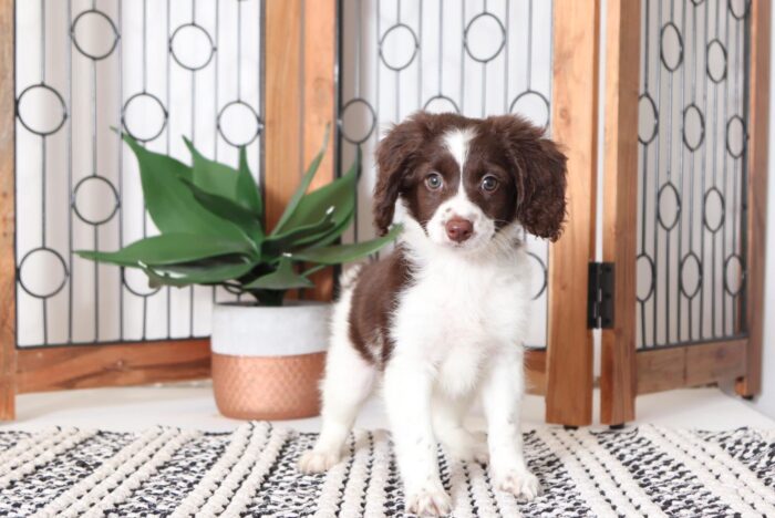Cappuccino  - Beautiful Female Mini Goldendoodle Puppy - Image 3