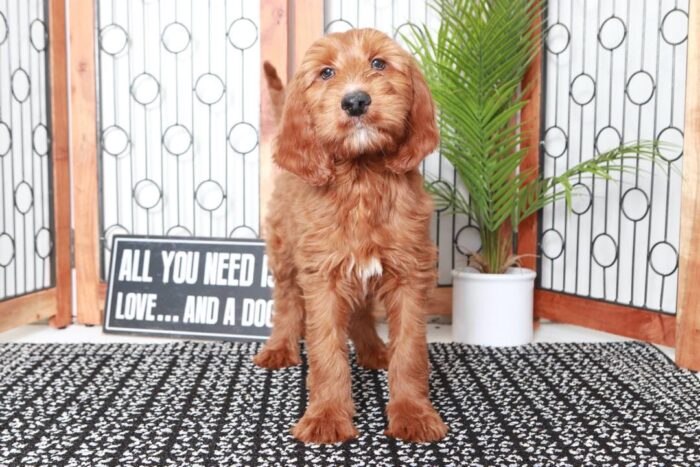 Carl- Stunning Red Male Irish-Doodle Puppy