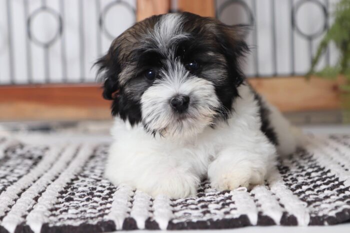 Carl - Cool Little Male ACA Havanese Puppy