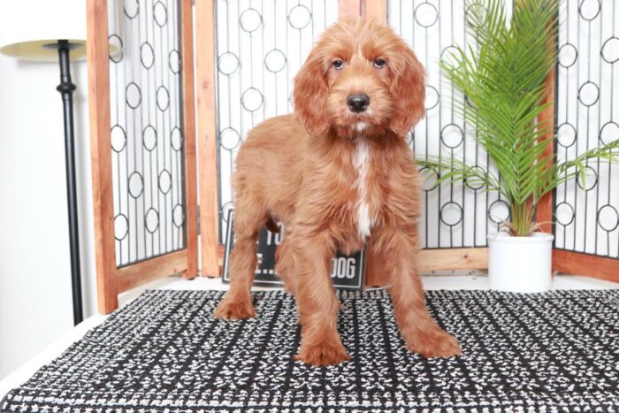 Carl- Stunning Red Male Irish-Doodle Puppy - Image 2
