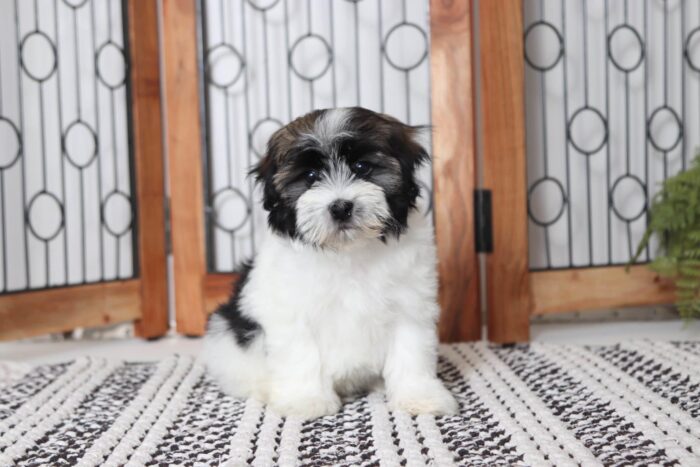 Carl - Cool Little Male ACA Havanese Puppy - Image 2