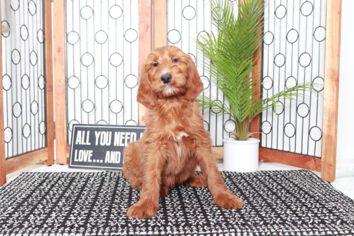 Carl- Stunning Red Male Irish-Doodle Puppy - Image 3