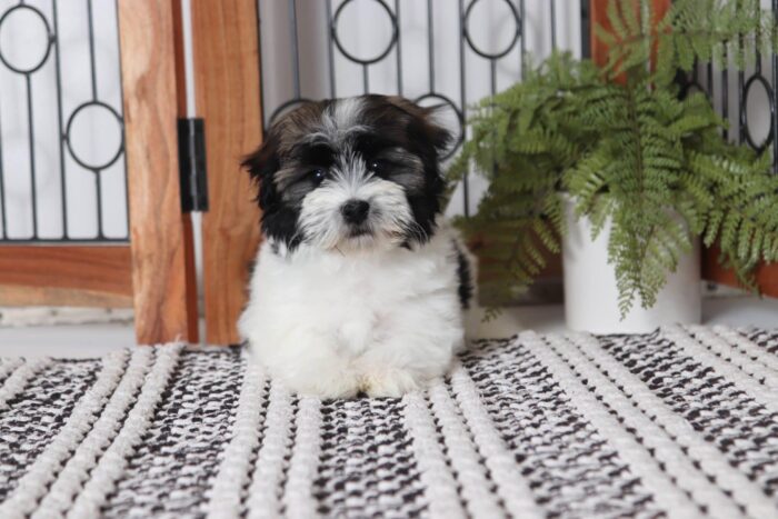 Carl - Cool Little Male ACA Havanese Puppy - Image 3
