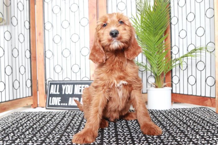 Carl- Stunning Red Male Irish-Doodle Puppy - Image 4