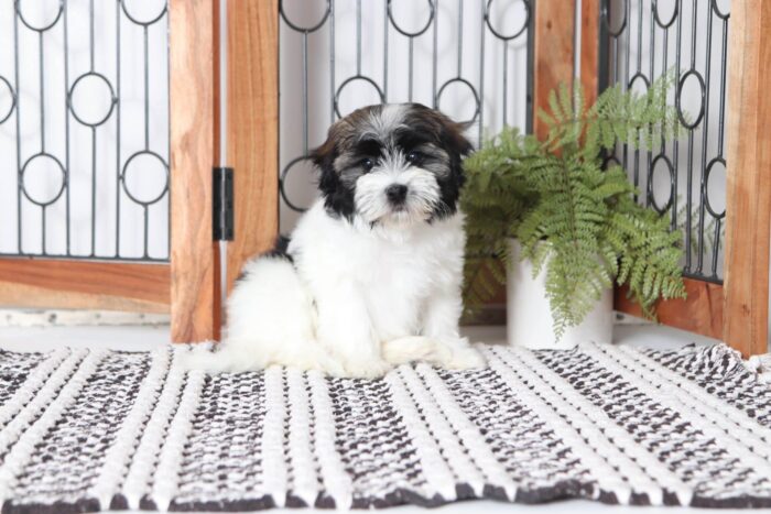 Carl - Cool Little Male ACA Havanese Puppy - Image 4