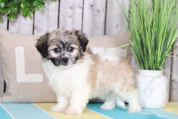 Carla - Lovable Teddy Bear Puppy - Image 5