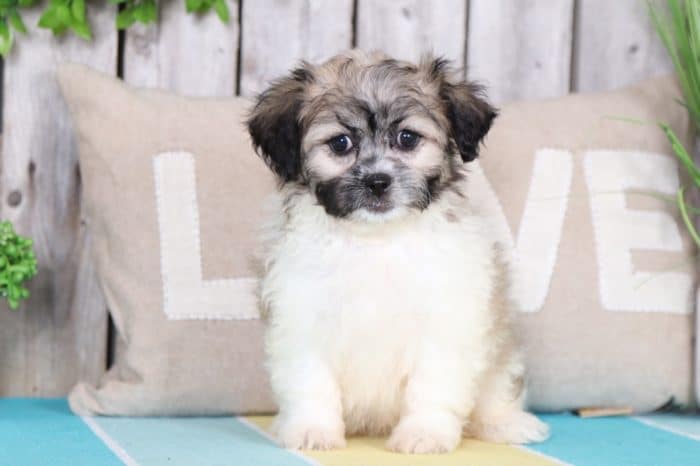 Carla - Lovable Teddy Bear Puppy