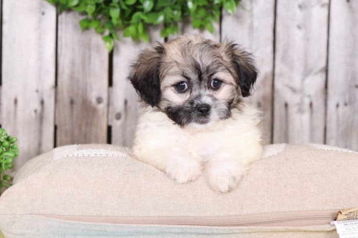Carla - Lovable Teddy Bear Puppy - Image 3