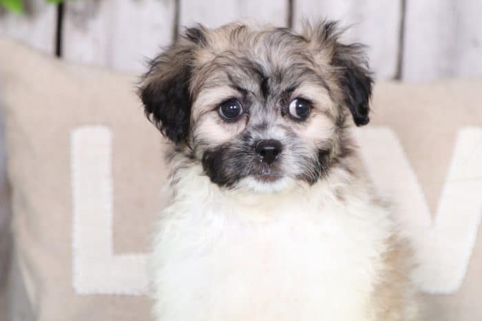 Carla - Lovable Teddy Bear Puppy - Image 2